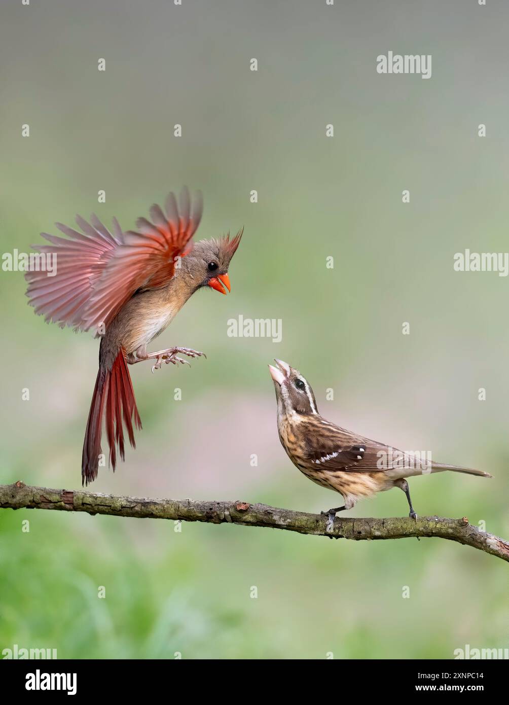 Cardinale del Nord femmina (cardinali Cardinali) che interagisce con Grosbeak (Pheucticus ludovicianus) a Galveston, imigrazione primaverile Foto Stock