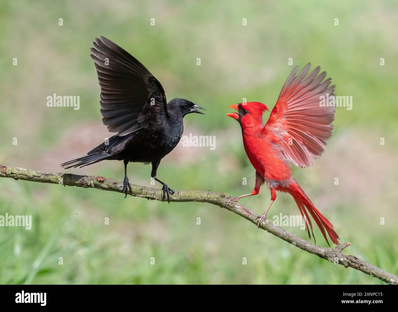 Cardinale del Nord (cardinali Cardinali) che interagisce con l'uccello nero comune (Turdus merula) durante una sosta a Galveston, Texas, durante la migrazione primaverile Foto Stock