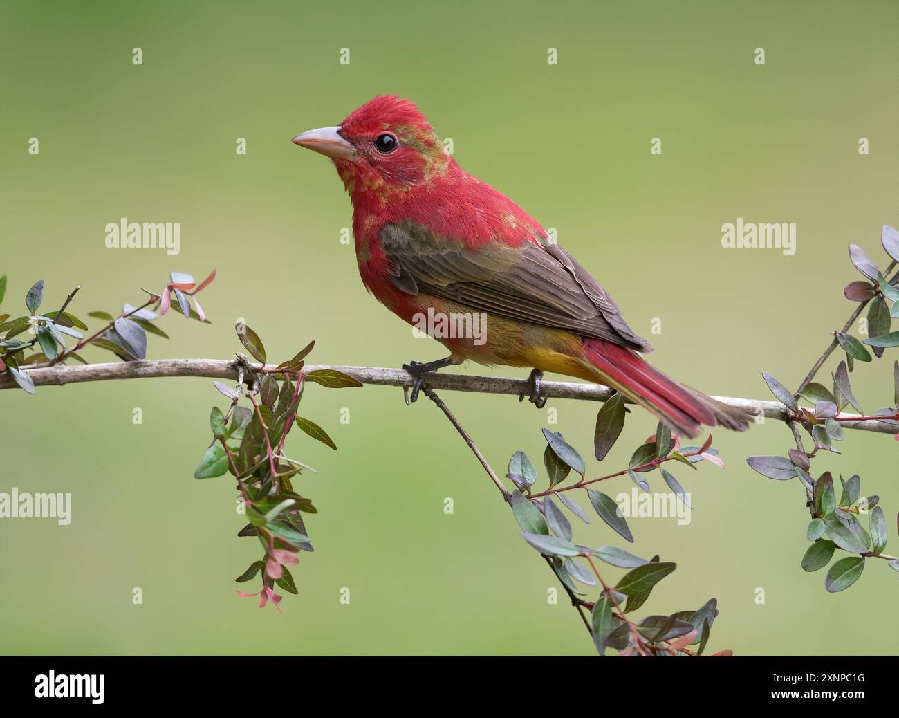 Summer Tanager juvenile (Piranha rubra) arroccato durante una sosta a Galveston, Texas, durante la migrazione primaverile Foto Stock