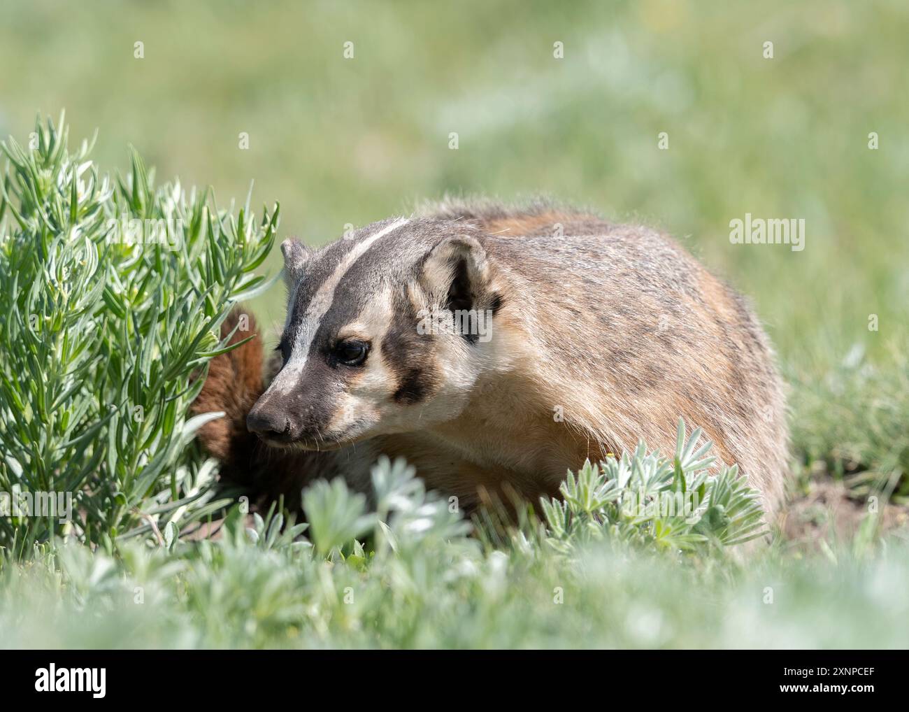 Un tasso di ritorno alla sua tana con Ground Squirrel, Yellowstone National Park, Wyoming, USA Foto Stock