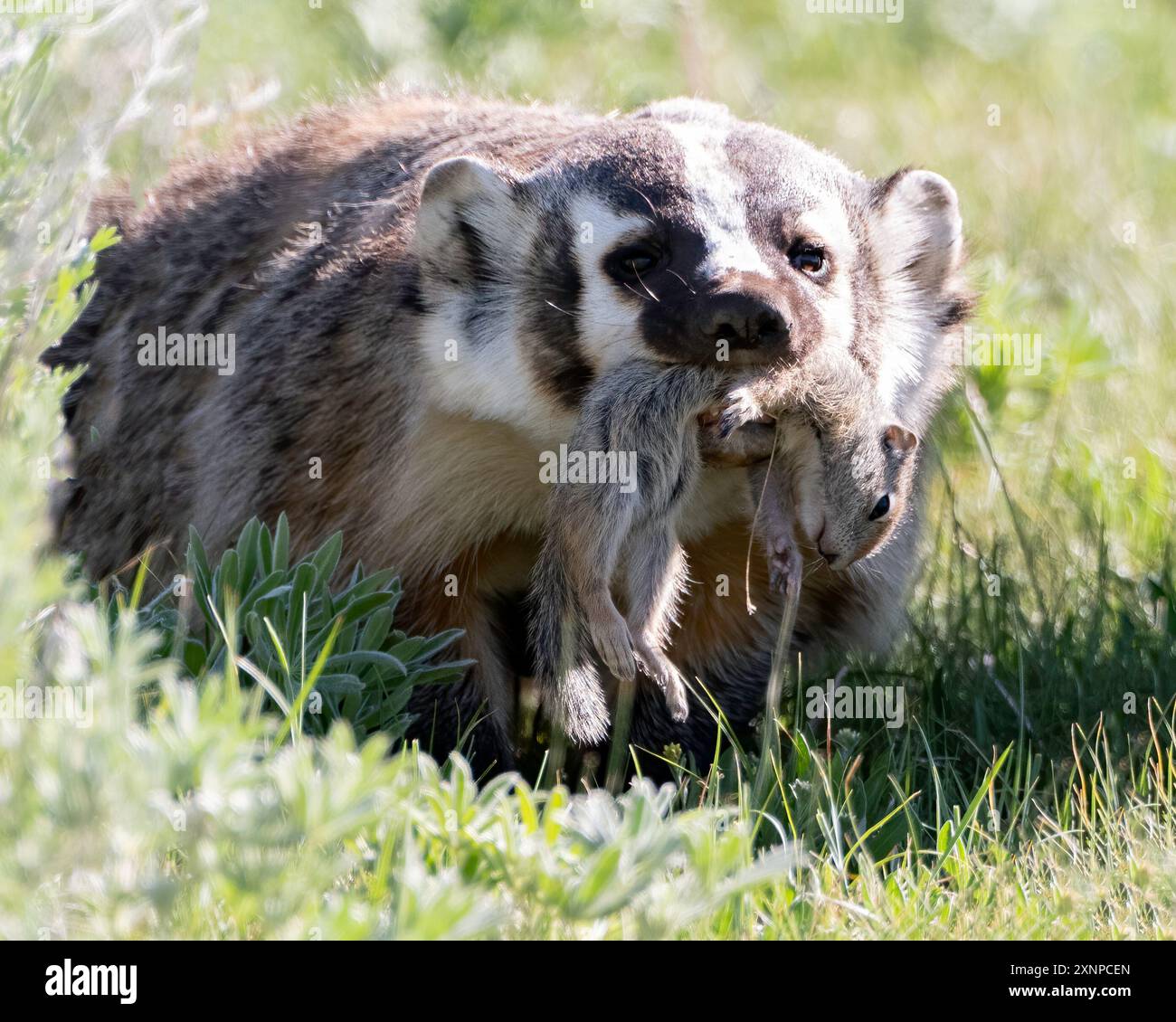 Un tasso di ritorno alla sua tana con Ground Squirrel, Yellowstone National Park, Wyoming, USA Foto Stock