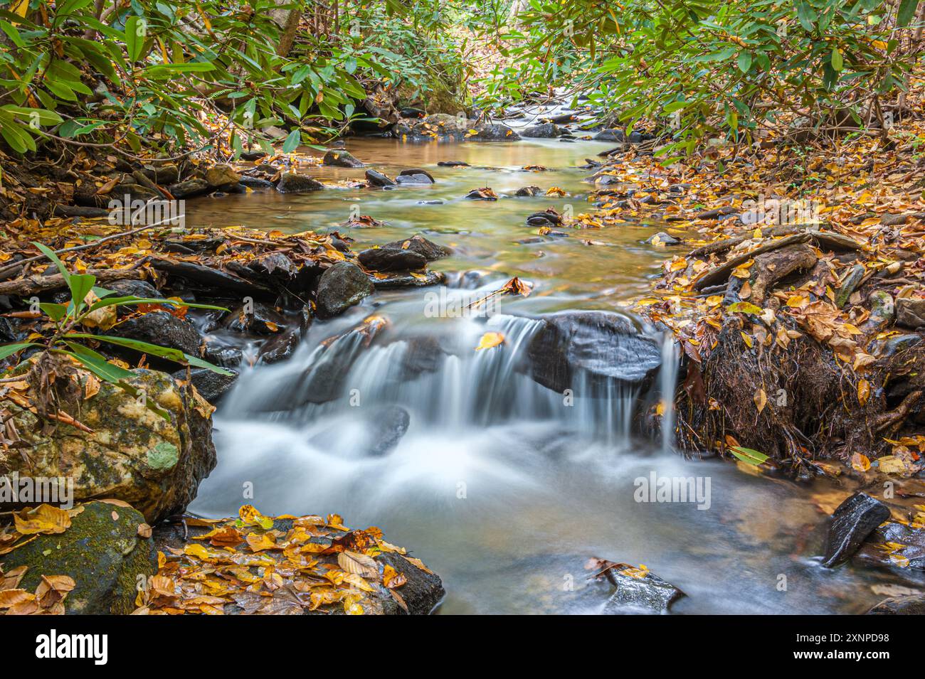Le foglie autunnali fiancheggiano un ruscello di montagna vicino ad Asheville, Carolina del Nord, nelle Blue Ridge Mountains. (USA) Foto Stock