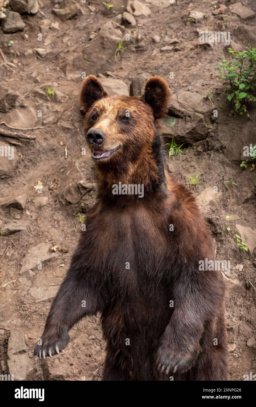 L'orso bruno della Kamchatka (Ursus arctos beringianus), noto anche come orso bruno dell'Estremo Oriente o seduto in Russia Foto Stock