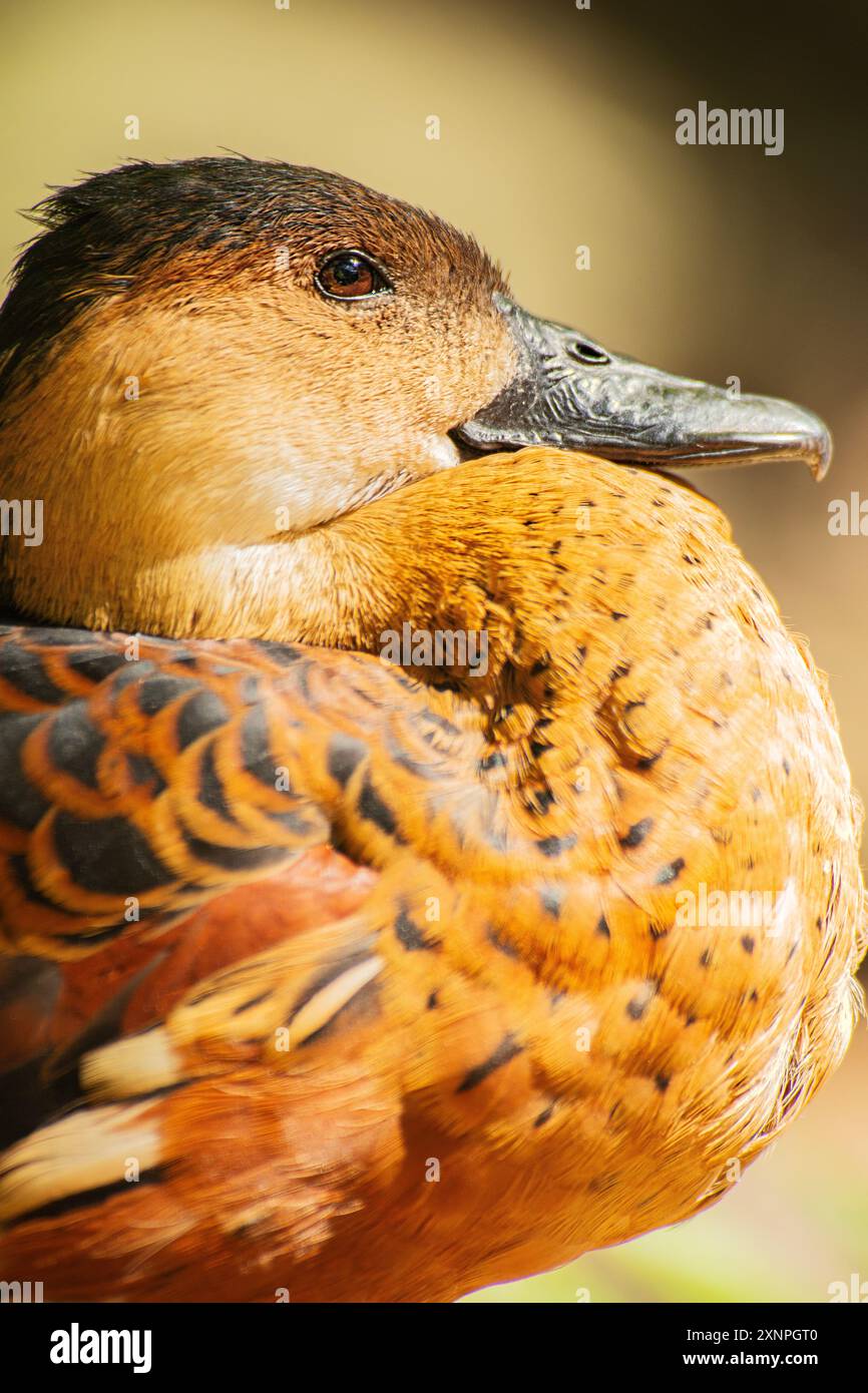 L'anatra fischiante è una specie di anatra fischiante. Abitano l'Australia tropicale e subtropicale. Foto Stock