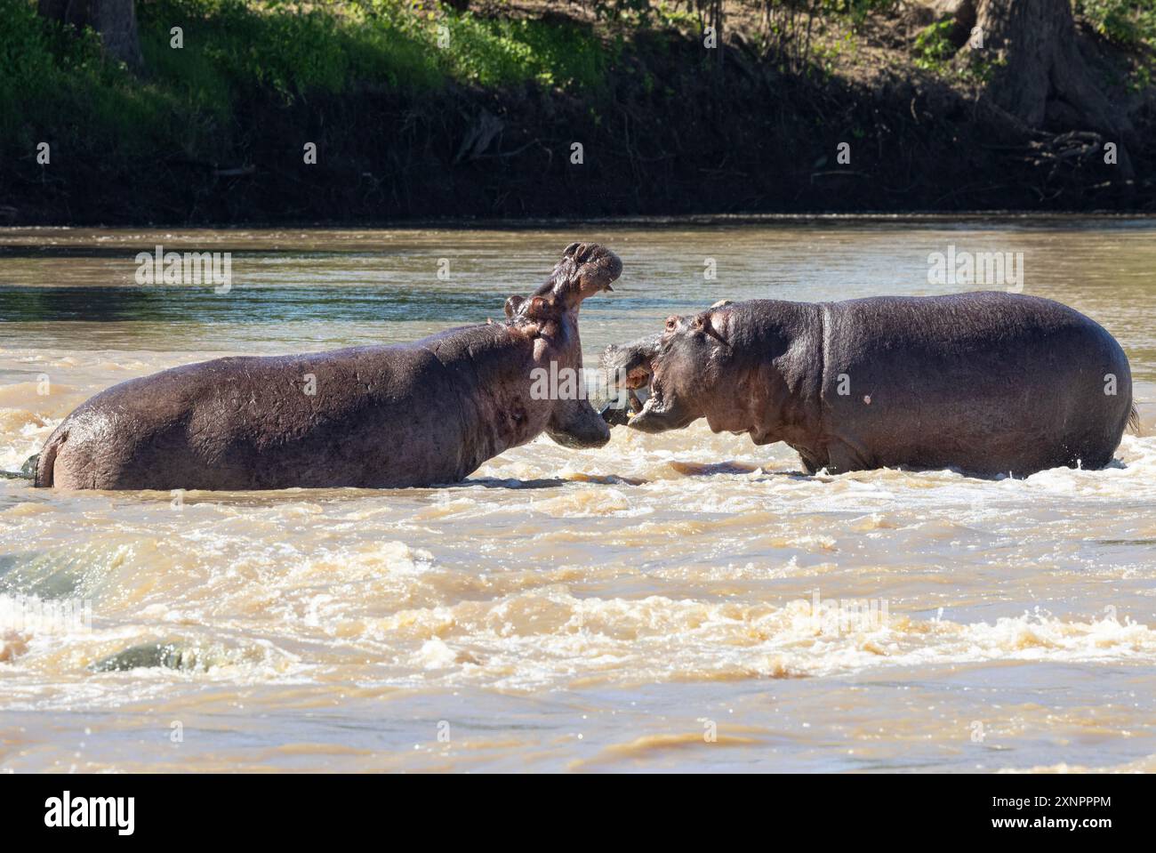 Un ippopotamo maschile dominante mette in scena una lunga e rumorosa dimostrazione di dominio per una femmina nel suo territorio. Poiché non è in estrus, si ritira in un'area di roccia Foto Stock