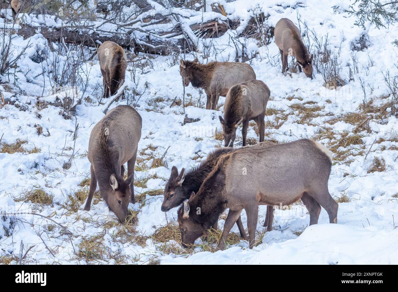 Una mandria di alci del Nord America che pascolano nella neve al Banff National Park, Alberta, Canada Foto Stock