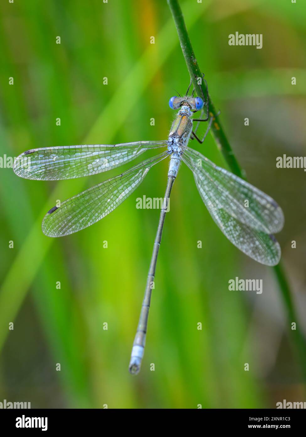 Una damigella di smeraldo (Lestes sponsa) che riposa su un prato, giorno di sole in estate, Vienna (Austria) Foto Stock