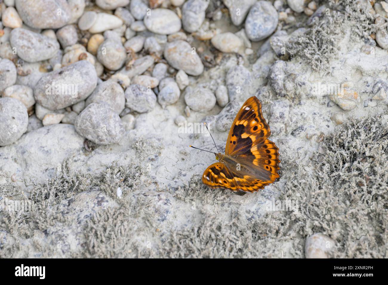 Una farfalla dell'imperatore viola minore che riposa a terra, giorno di sole in estate, Austria Petronell-Carnuntum Austria Foto Stock