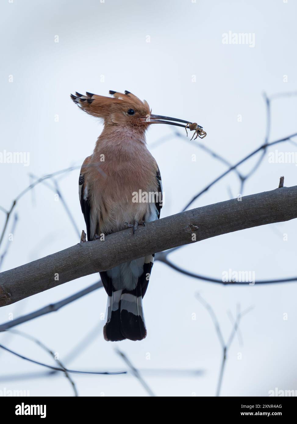 Hoopoe eurasiatico arroccato con pasto ragno Foto Stock