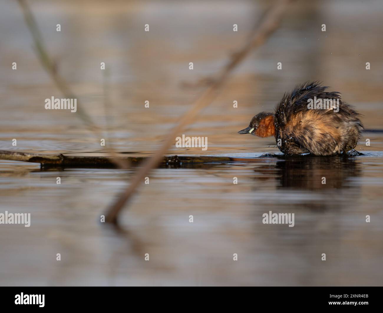 Little Grebe in Action on a Pond Foto Stock