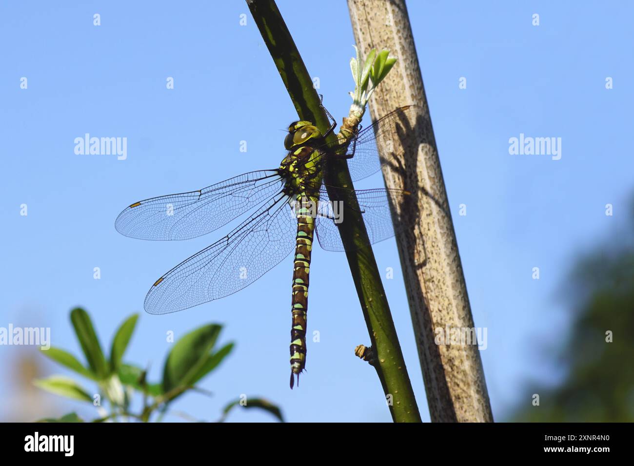 Southern Hawker o Blue Hawker (Aeshna cyanea), una specie di dragonfly (Aeshnidae). Giardino olandese, bastone di bambù. Estate, luglio, Paesi Bassi Foto Stock