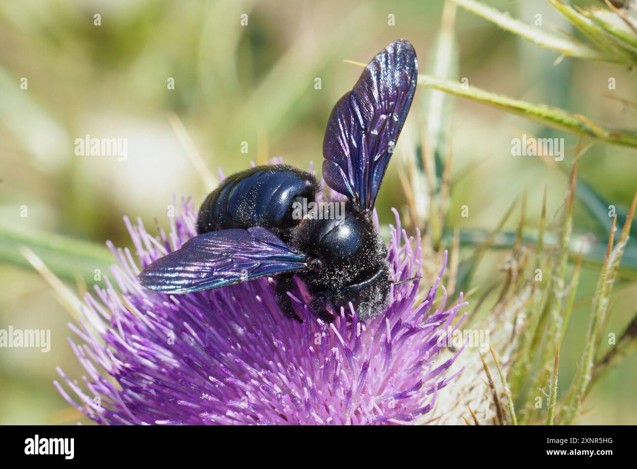 Un esemplare di falegname viola nutre il polline su un fiore di cardo, Xylocopa violacea, Apidae. Foto Stock