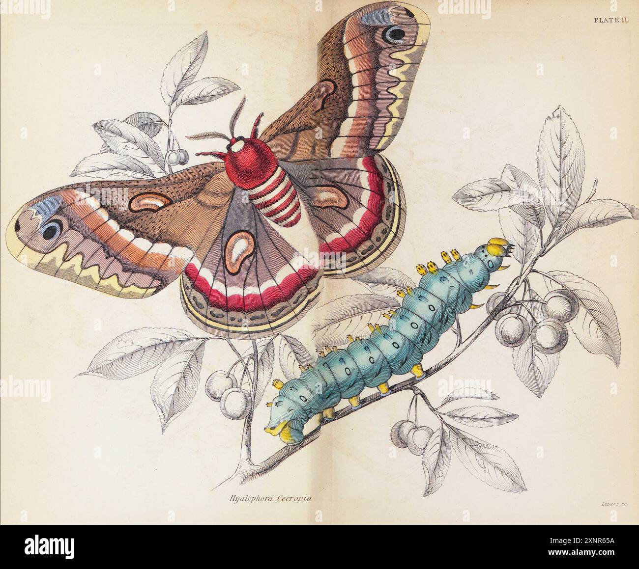 Hyalophora cecropia la falena cecropia, è la falena nativa più grande del Nord America. È un membro della famiglia Saturniidae, o falene di seta gigante dipinto a mano piatto dal libro Entomology Exotic Moths di Duncan, James, 1804-1861 volume XXXI della BIBLIOTECA del NATURALISTA. pubblicato nel 1852 Foto Stock
