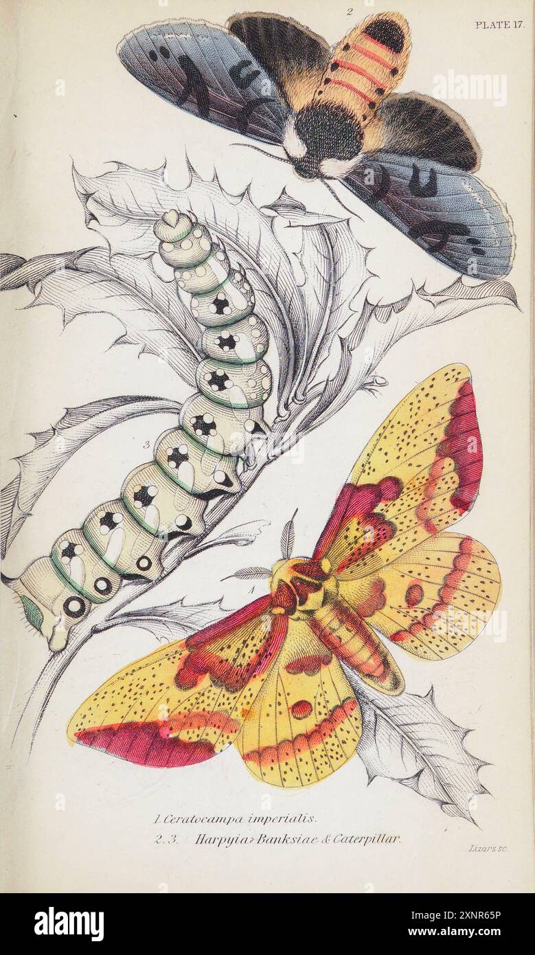 Ceratocampa imperialis [ Eacles imperialis, la falena imperiale, è un membro della famiglia Saturniidae e della sottofamiglia Ceratocampinae . Si trova principalmente nell'est del Sud America e del Nord America, dal centro dell'Argentina al Canada meridionale.] E Harpyia Banksize dipinto a mano piatto dal libro Entomology Exotic Moths di Duncan, James, 1804-1861 volume XXXI della BIBLIOTECA del NATURALISTA. pubblicato nel 1852 Foto Stock
