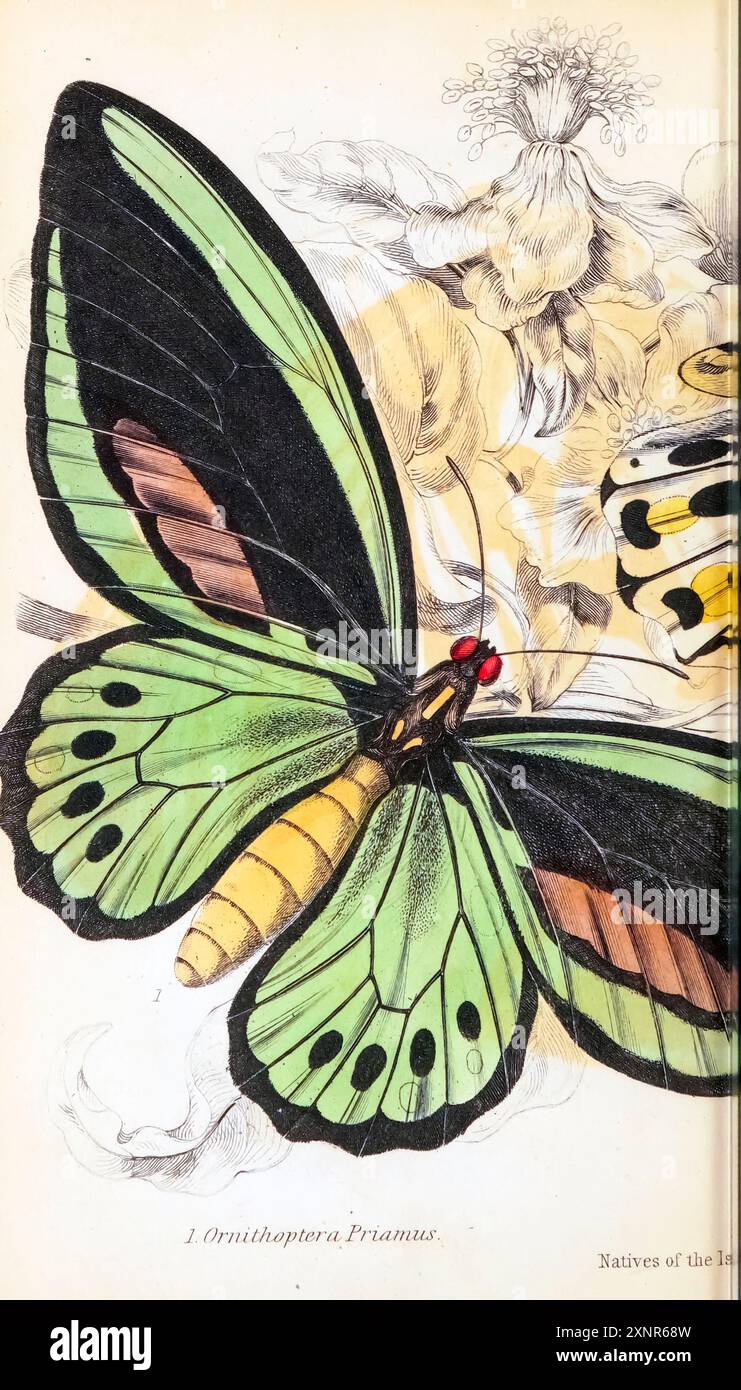 Ornithoptera priamus, il birdwing verde comune, Cape York Birdwing, Priam's Birdwing, Northern Birdwing o New Guinea Birdwing è una specie diffusa di farfalla birdwing presente nelle Molucche centrali e meridionali, in nuova Guinea, nell'Arcipelago Bismarck, nelle Isole Salomone e nel nord-est dell'Australia. Piatto dipinto a mano dall'ENTOMOLOGIA del libro. FARFALLE STRANIERE. Di Duncan, James, 1804-1861 volume XXXI della BIBLIOTECA del NATURALISTA. pubblicato nel 1852 Foto Stock