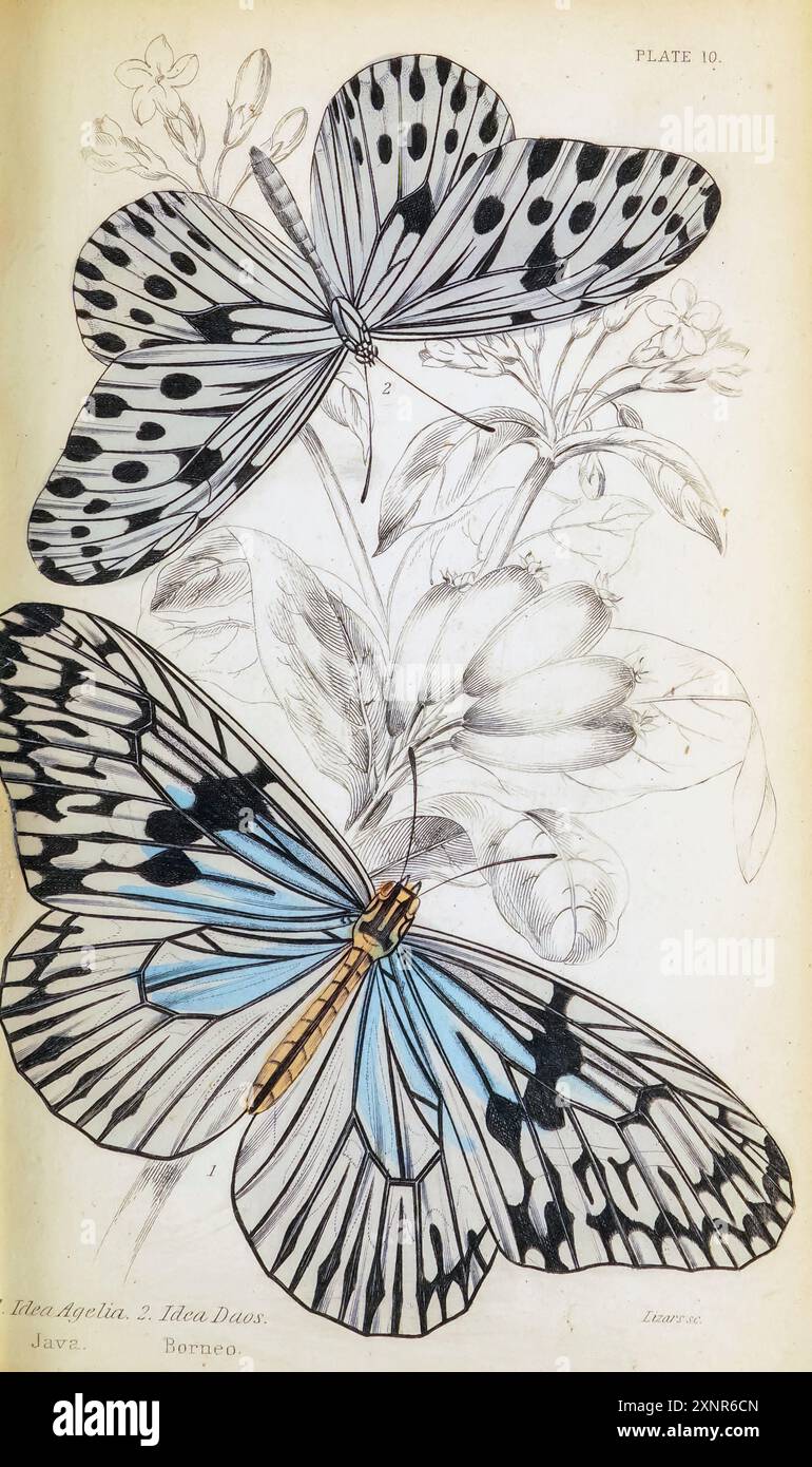 Idea Agelia, idea Daos dipinse a mano il piatto del libro ENTOMOLOGIA. FARFALLE STRANIERE. Di Duncan, James, 1804-1861 volume XXXI della BIBLIOTECA del NATURALISTA. pubblicato nel 1852 Foto Stock