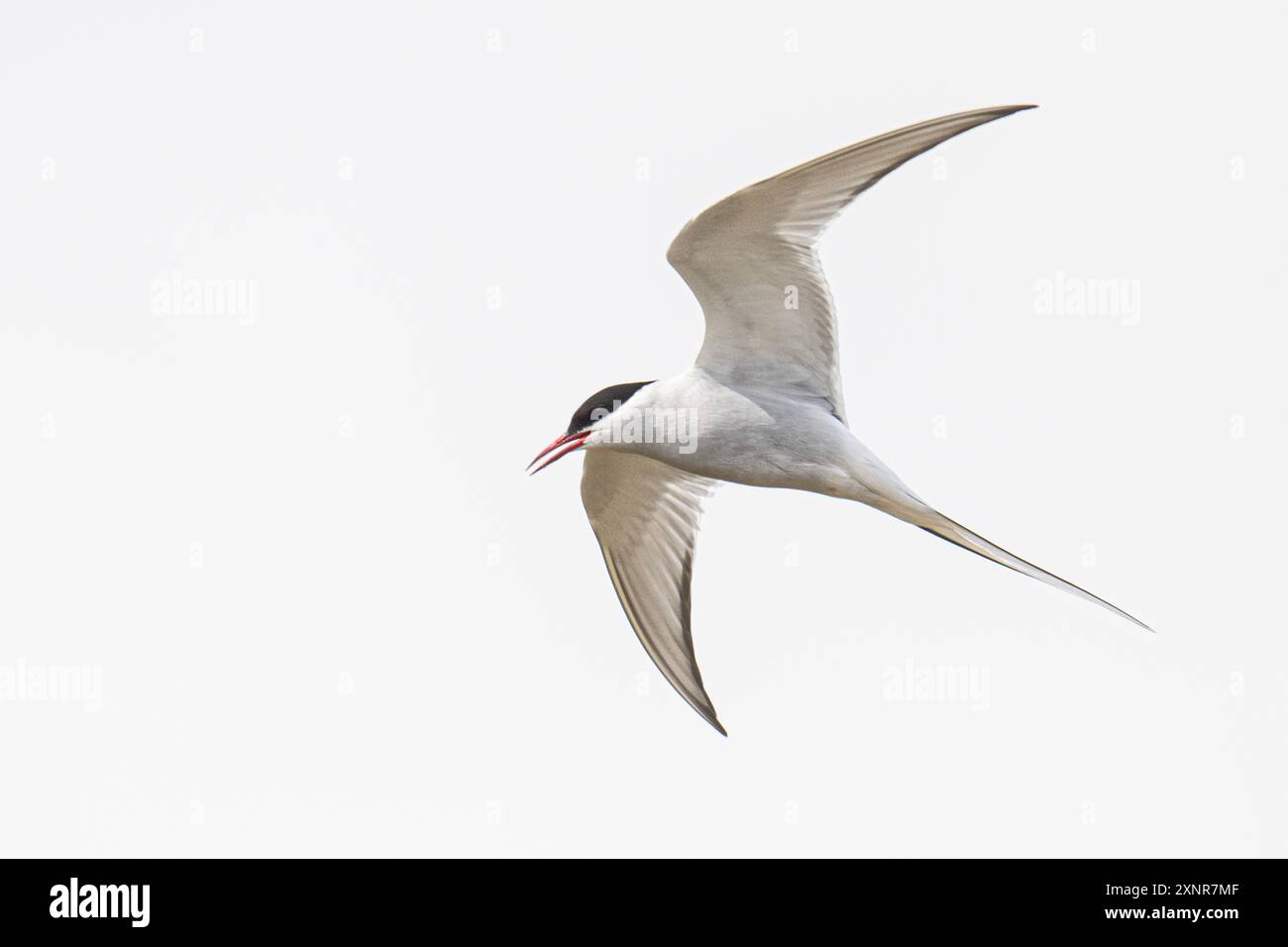 Di solito si vede sul mare o su grandi laghi dell'entroterra. Uccelli marini sottili con ali strette e appuntite, lunga coda a forca e becco lungo e appuntito. Grigio sopra Foto Stock