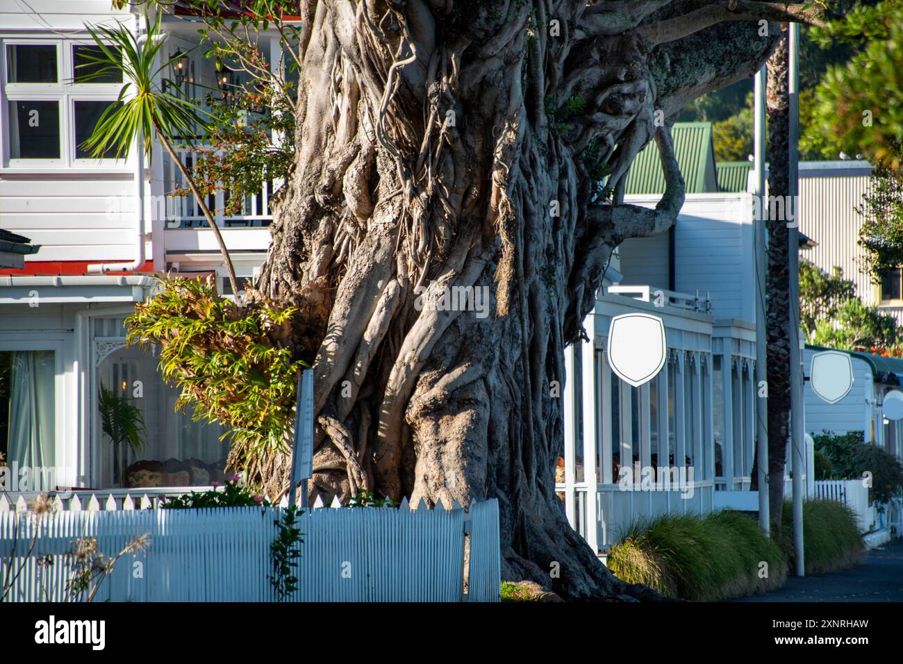 Moreton Bay Fig Tree nella città di Russell - nuova Zelanda Foto Stock