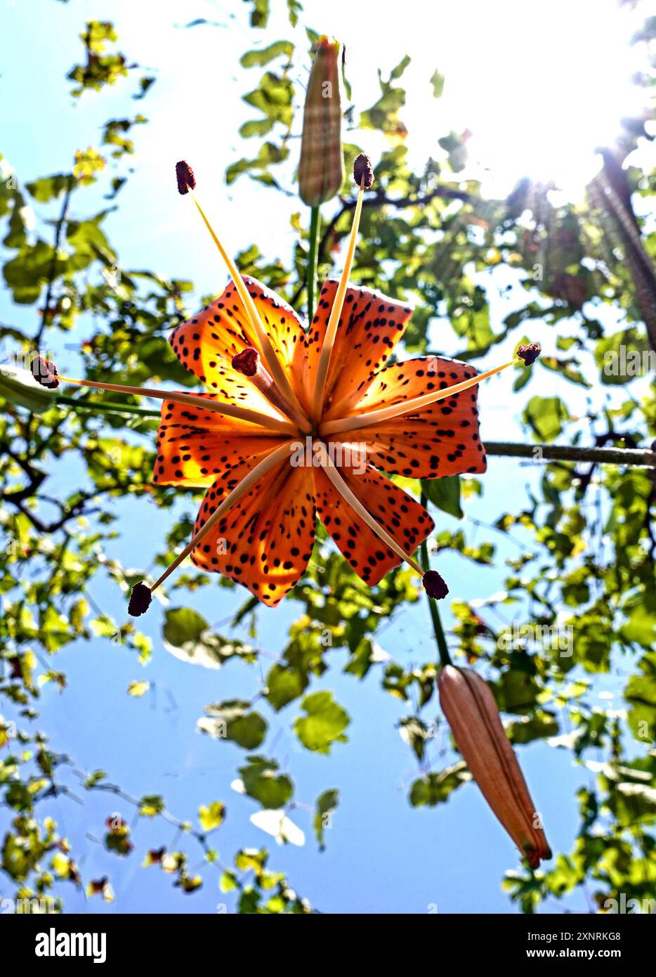 Sprazzo di sole Foto Stock