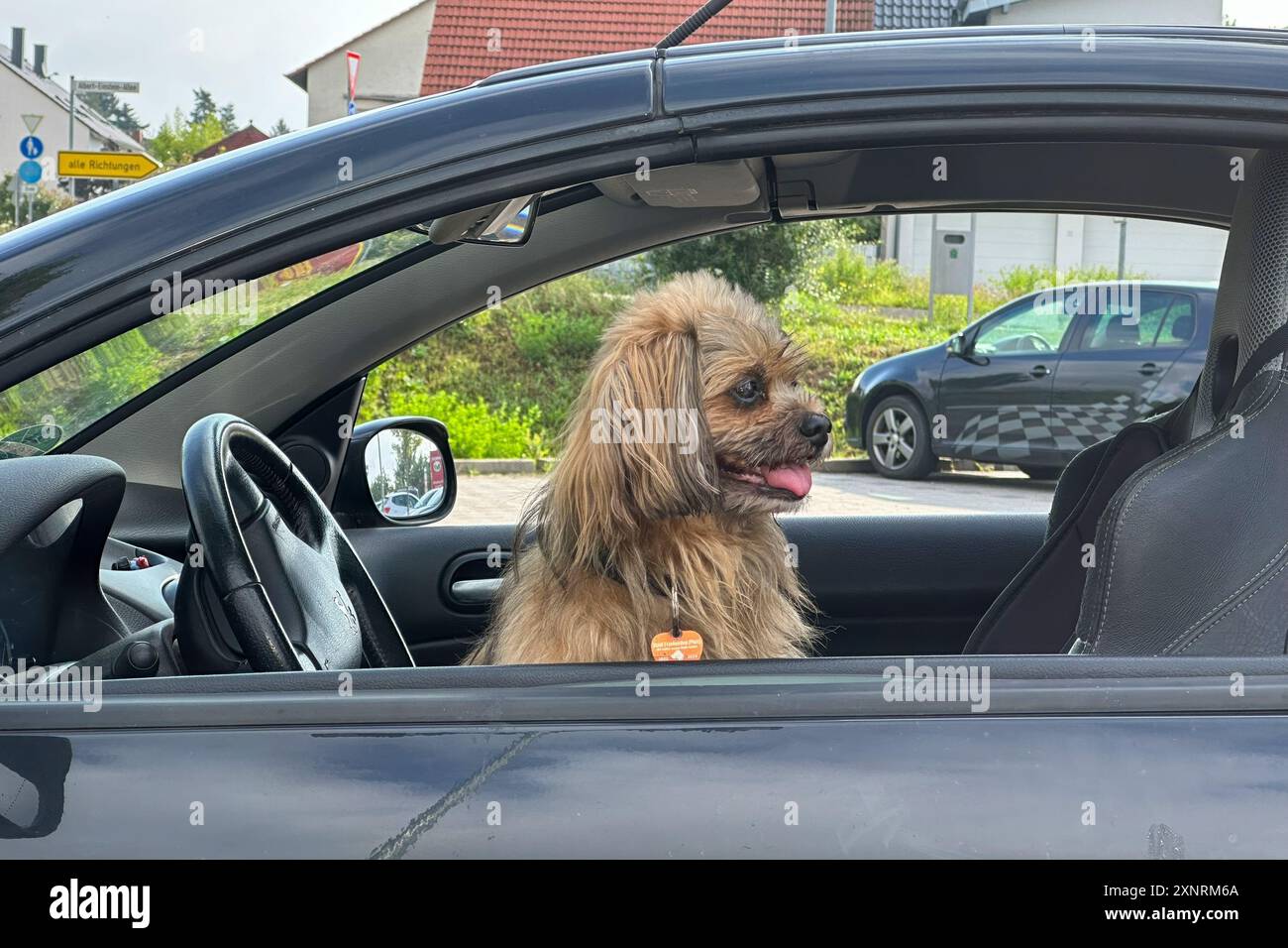 , Deutschland, Rheinland-Pfalz, 02.08.2024, Sommer in der Stadt, ein kleiner Hund sitzt Fröhlich auf dem Beifahrersitz eines Autos, schaut aus dem Fen Foto Stock