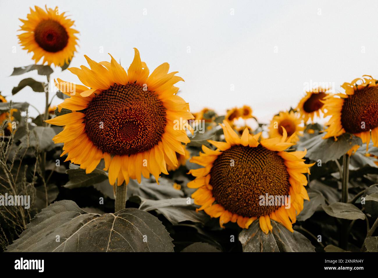 Girasoli in campo al tramonto Foto Stock