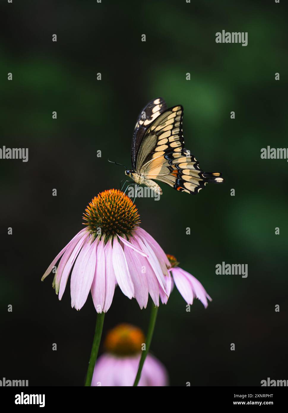 Primo piano della farfalla della coda di rondine in cima al coneflower in giardino. Foto Stock