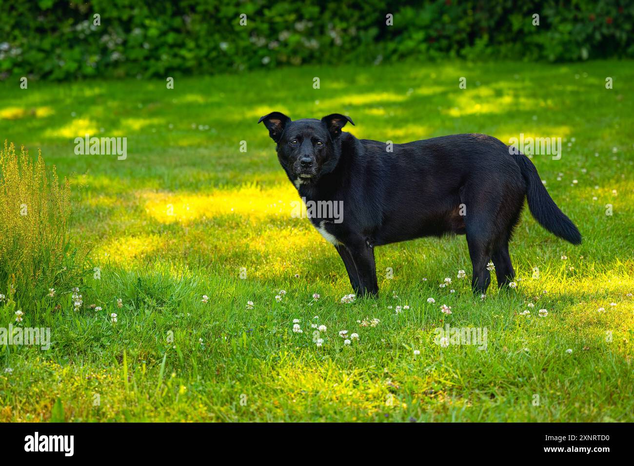 UNA FOTO DEL PROFILO DI UN MIX DI HEELER BLU LABRADOR NERO CON OCCHI BRILLANTI E UN LOOK STERN IN ERBA A STANWOOD, WASHINGTON Foto Stock