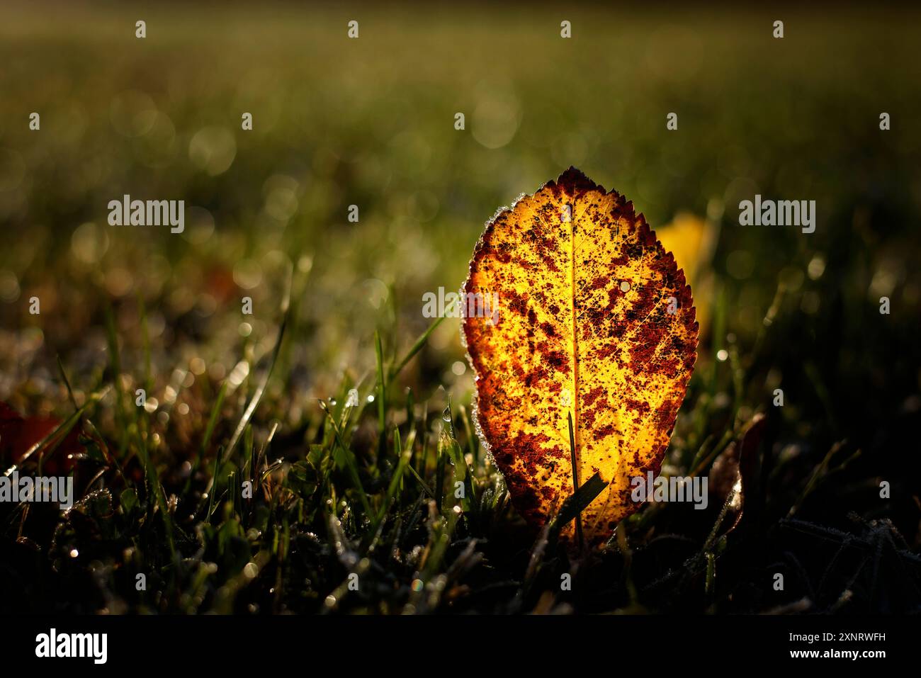 Una foglia gialla seduta nel campo e luce del sole dorata Foto Stock