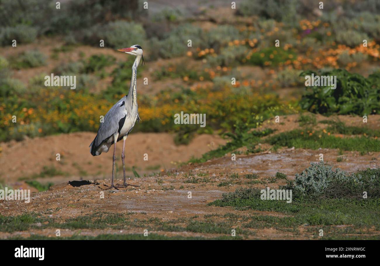 Heron grigio adulto (Ardea cinerea) durante la stagione riproduttiva alla diga con fiori selvatici a Vanrhynsdorp, Namaqualand. Foto Stock