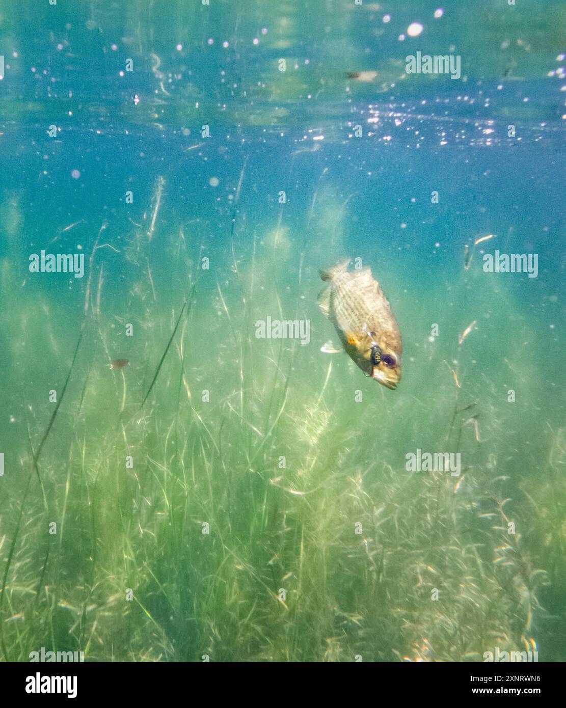 Immagine sott'acqua di pesci che mordono richiamo dai pescatori del lago. Foto Stock