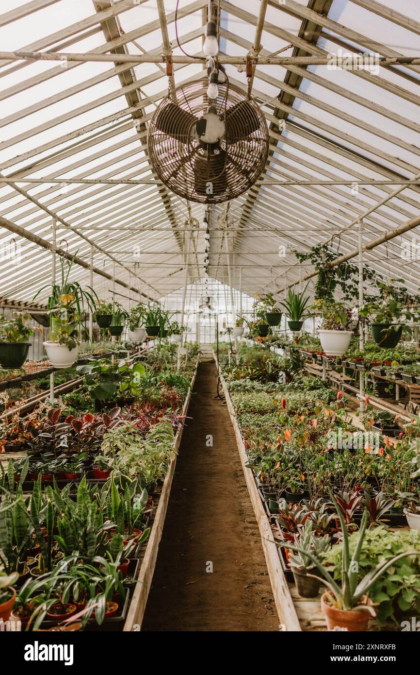 L'interno della serra è pieno di piante diverse e vasi appesi Foto Stock