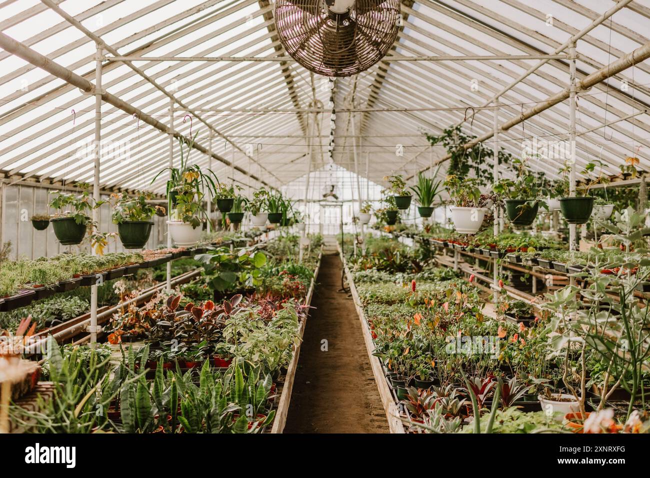 L'interno della serra è pieno di piante diverse e vasi appesi Foto Stock