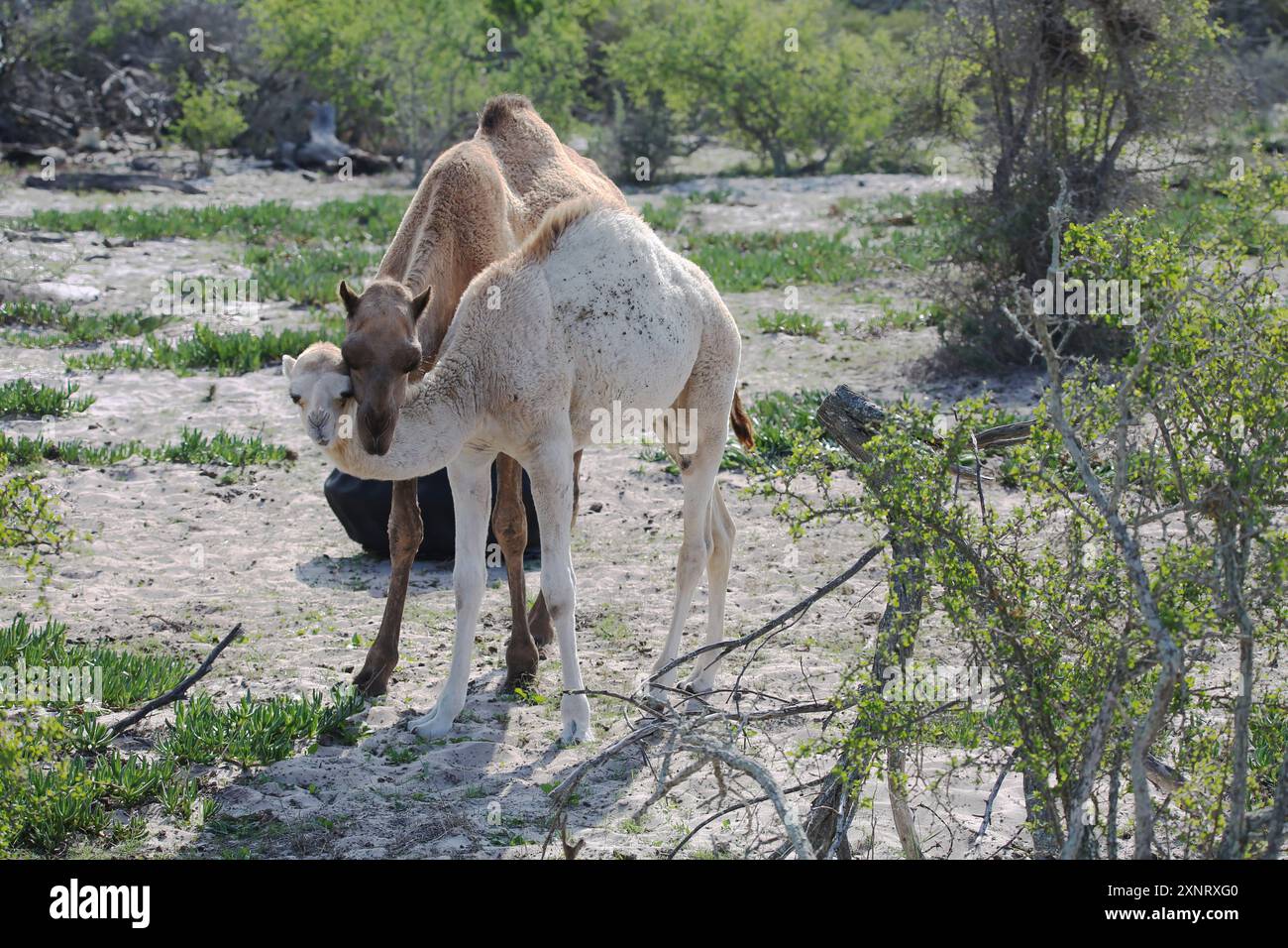 Mucca di cammello dromedario con il suo vitello sulla costa occidentale del Sudafrica. Foto Stock