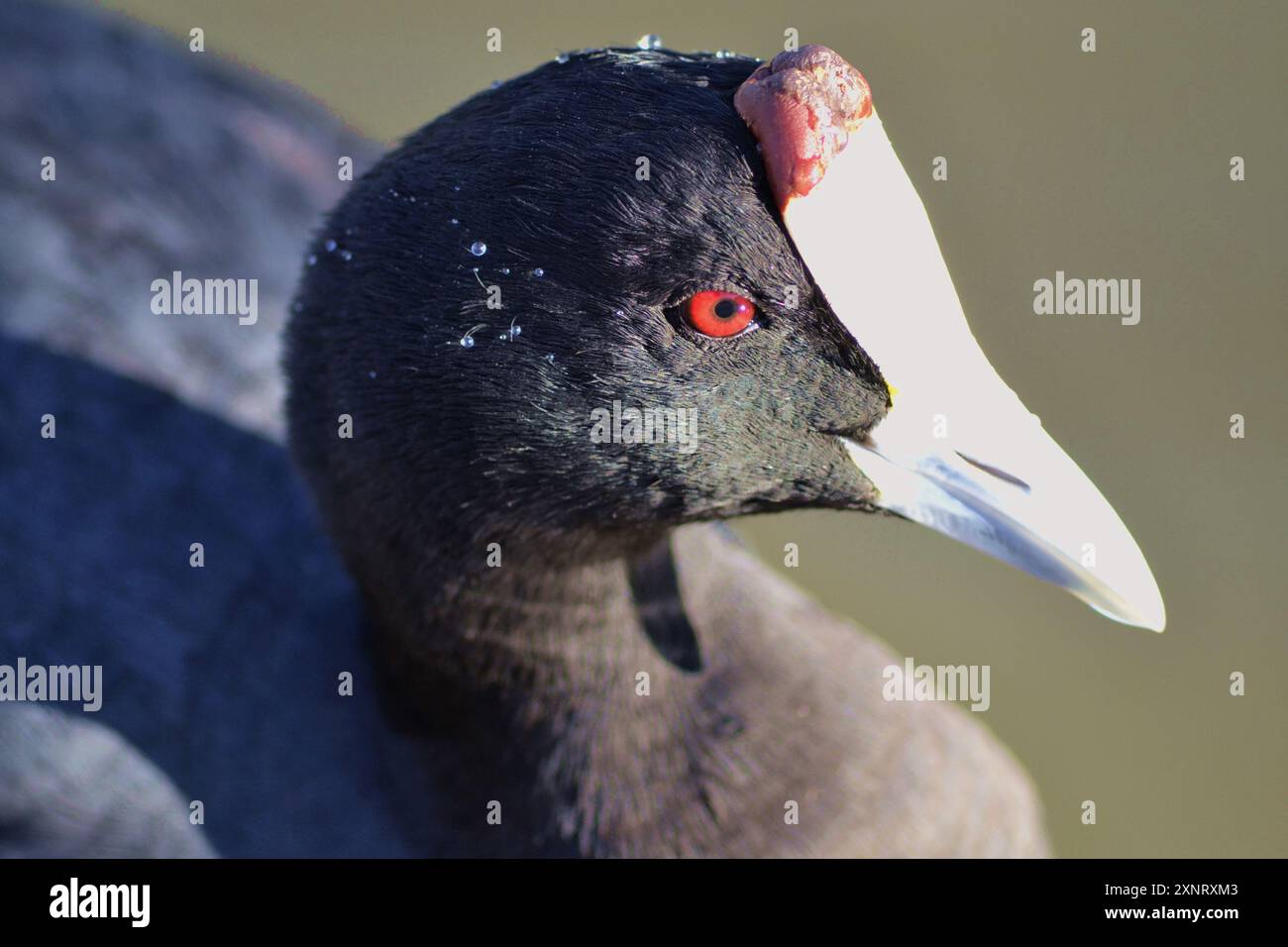 Capo di Red Knobbed coot (Fulica cristata) che nuota presso la diga di Vierlanden a Durbanville, Sudafrica. Foto Stock