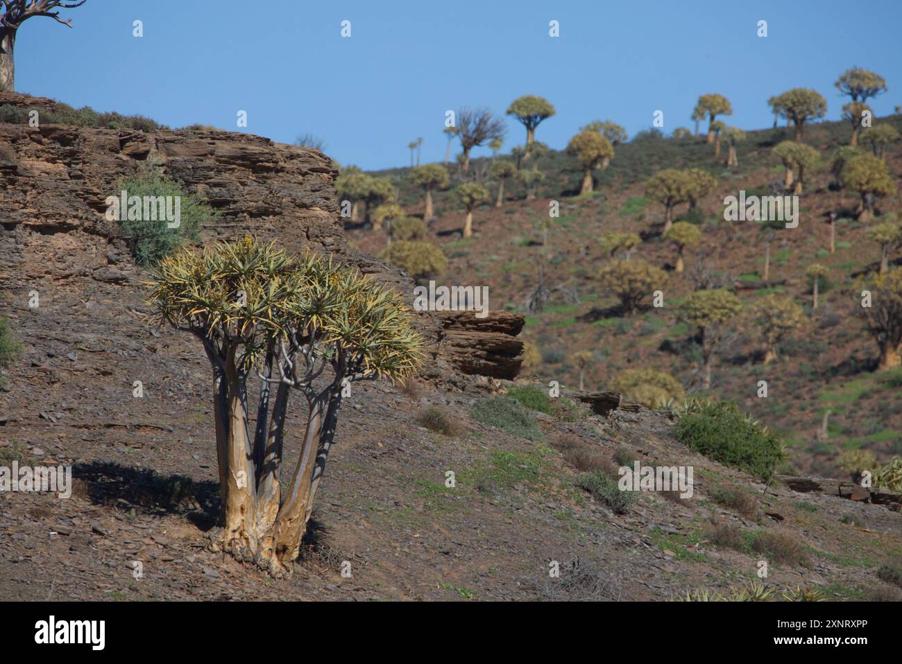 Foresta di alberi di quiver tra Nieuwoudtville e Loeriesfontein a Northern Cape, Sud Africa Foto Stock