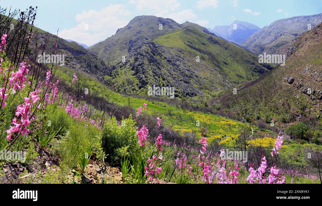 Il passo Franschhoek nel Capo Occidentale in Sud Africa con fiori selvatici rosa e gialli dopo un incendio. Foto Stock