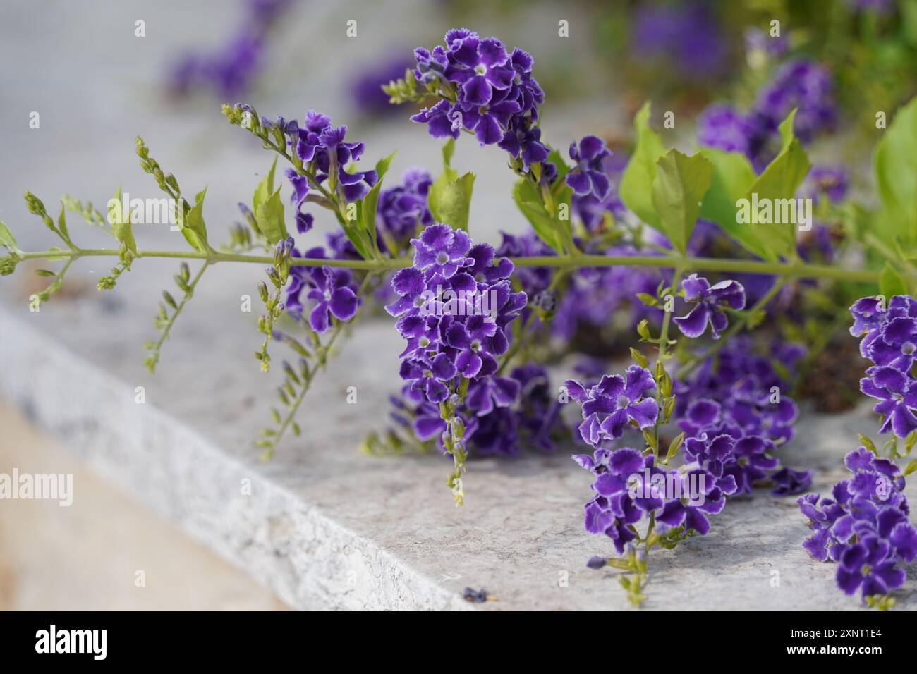 Primo piano del fiore viola Duranta. Fiori viola di Skyflower o Golden Dewdrop Foto Stock