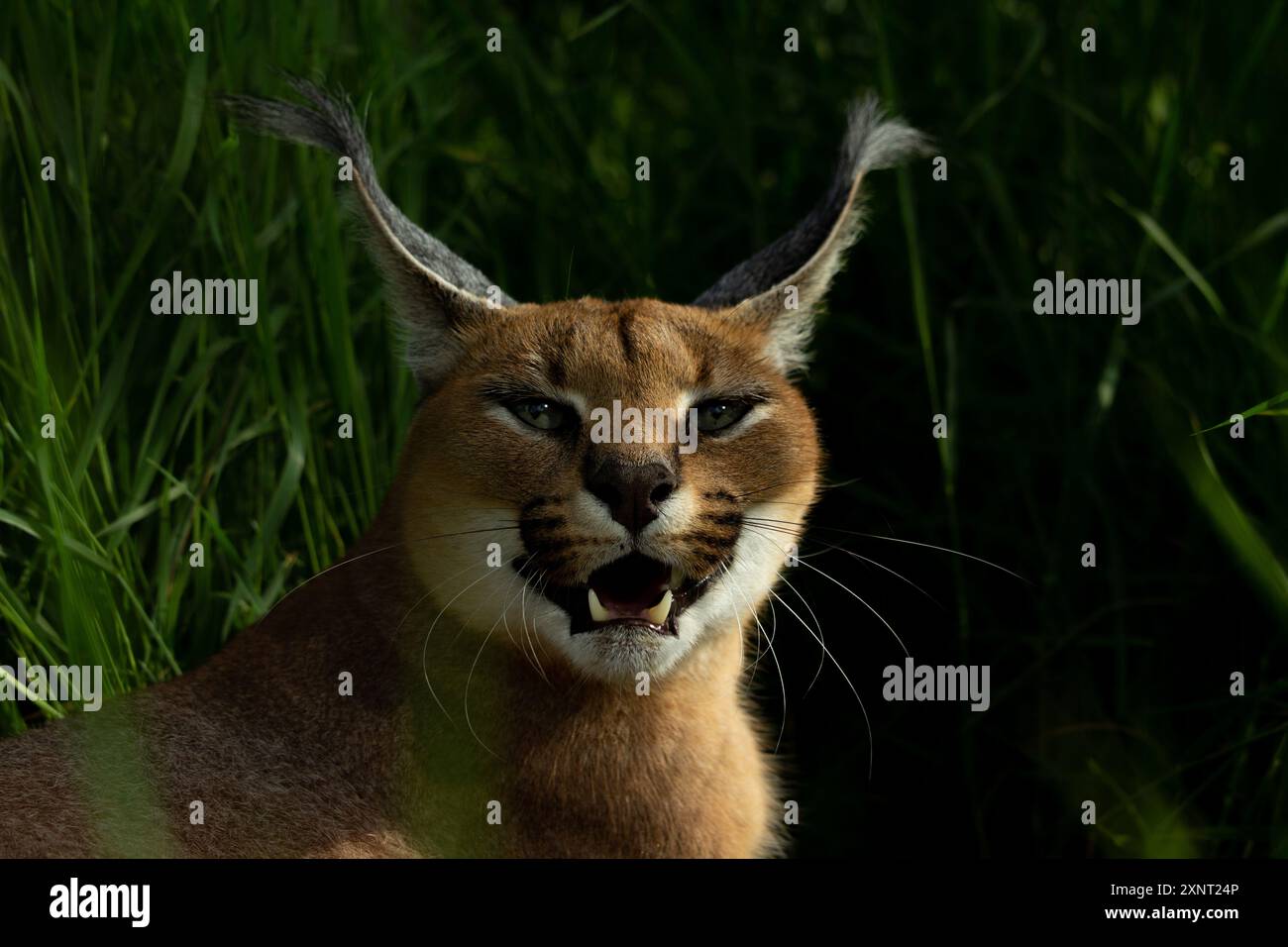 caracale arrabbiato ringhiando e mostrando i suoi denti Foto Stock