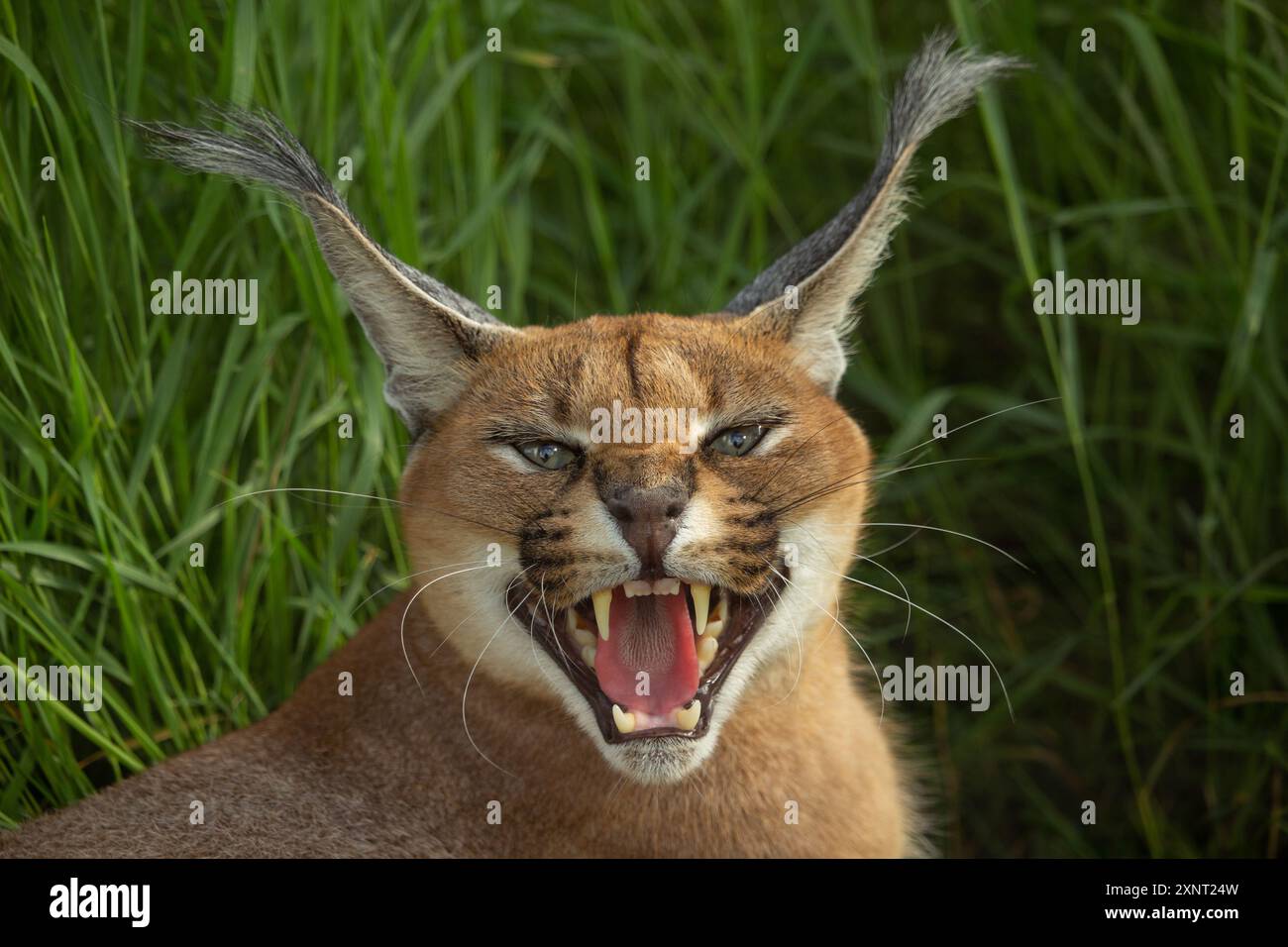 caracale arrabbiato ringhiando e mostrando i suoi denti Foto Stock