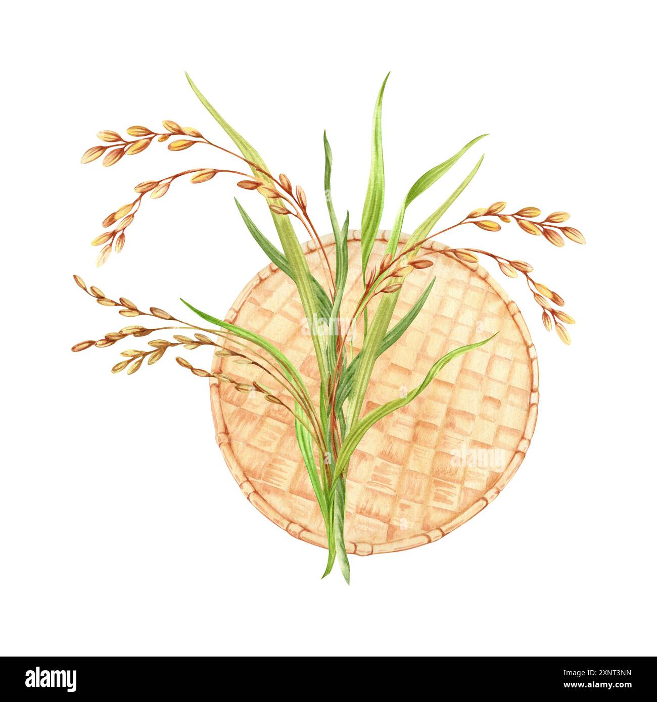 Chicchi di riso con gambi verdi e composizione di foglie. Vassoio di cottura tradizionale realizzato a mano in bambù. Illustrazione ad acquerello disegnata a mano isolata da Foto Stock