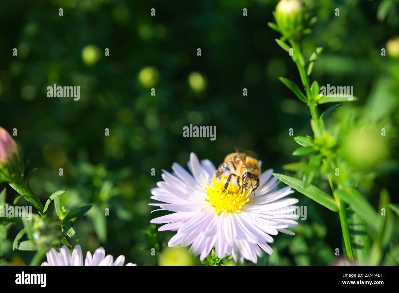 Ape miele che raccoglie il nettare su un fiore. Foto di insetti dalla natura. Foto animale Foto Stock