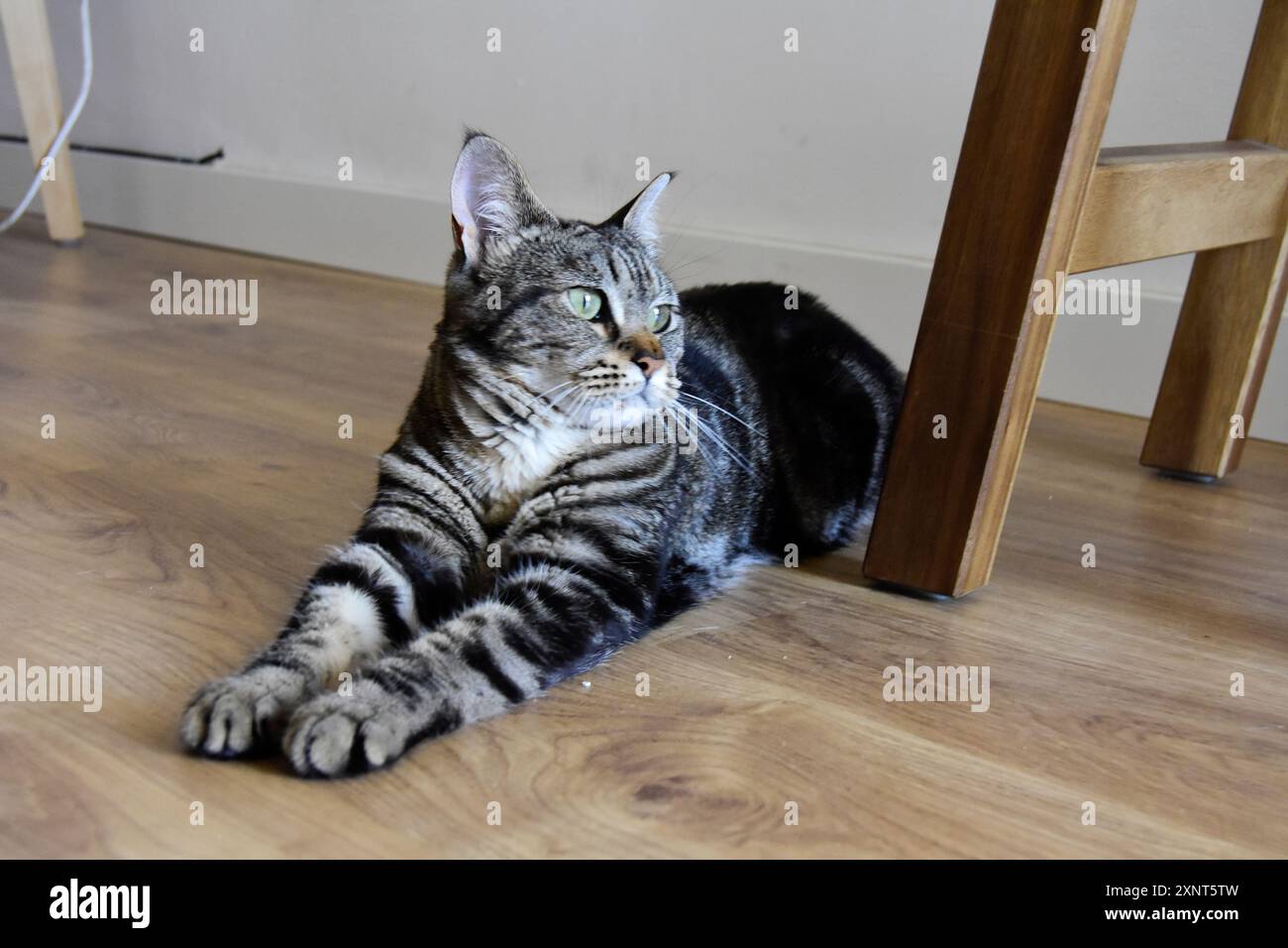 Giovane gatto da tabby in una stanza, disteso con entrambe le gambe frontali insieme. Foto Stock