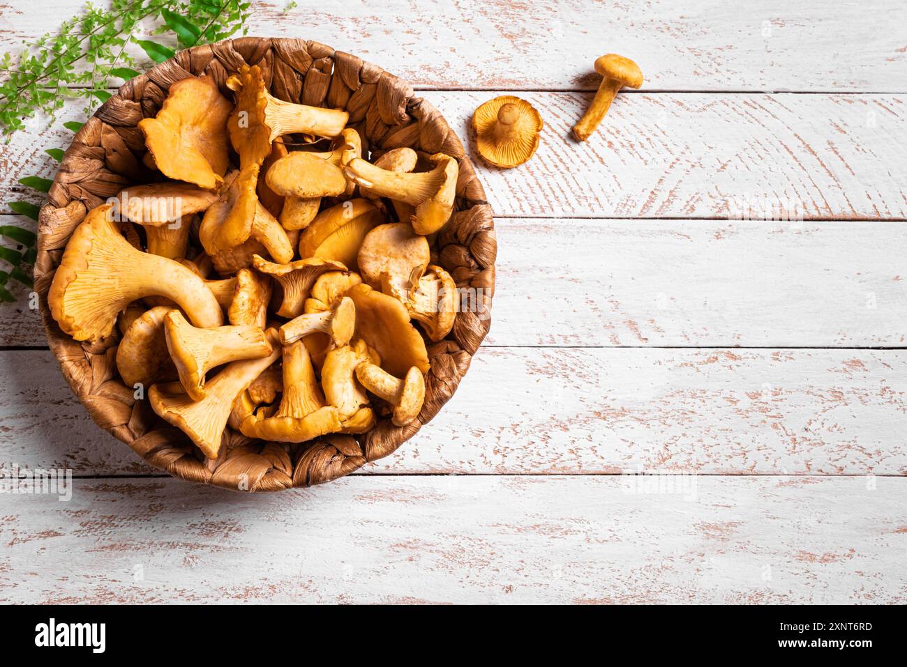 Funghi canterelle in cestello su sfondo bianco in legno, vista dall'alto, spazio per fotocopie. I funghi della foresta e i lampadari pronti a cucinare. Foto Stock
