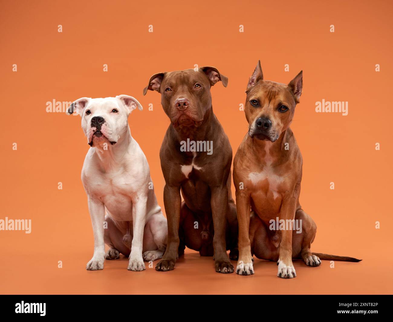 Un trio di cani robusti, tra cui un toro Pit Terrier, uno Staffordshire Terrier americano e un toro Pit, si erge orgogliosamente contro un arancione Foto Stock
