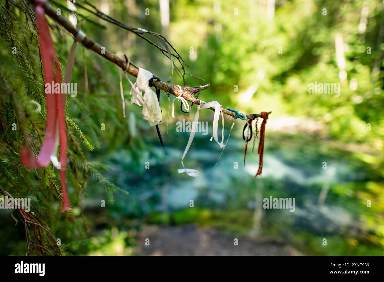 Molti nastri legati per buona fortuna ad alberi vicino a Saula Blue Springs o Saula Siniallikad, patrimonio naturale e culturale. Villaggio di Saula, Foto Stock