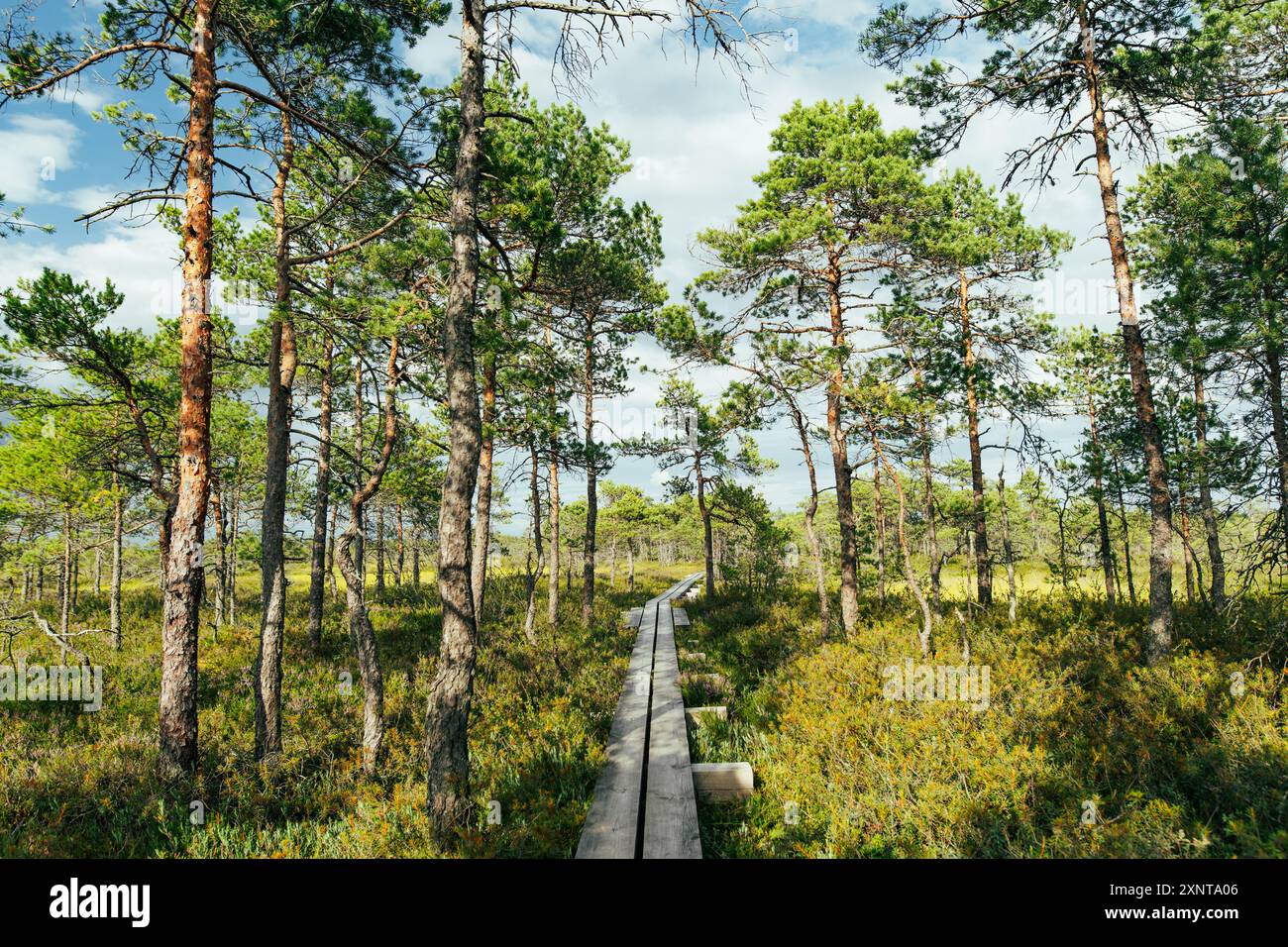 Seli Bog, punteggiata di pini, avvallamenti e piscine, situata nella contea di Jarva, Estonia. L'esclusivo ecosistema paludoso supporta la fauna selvatica ed è un hom Foto Stock