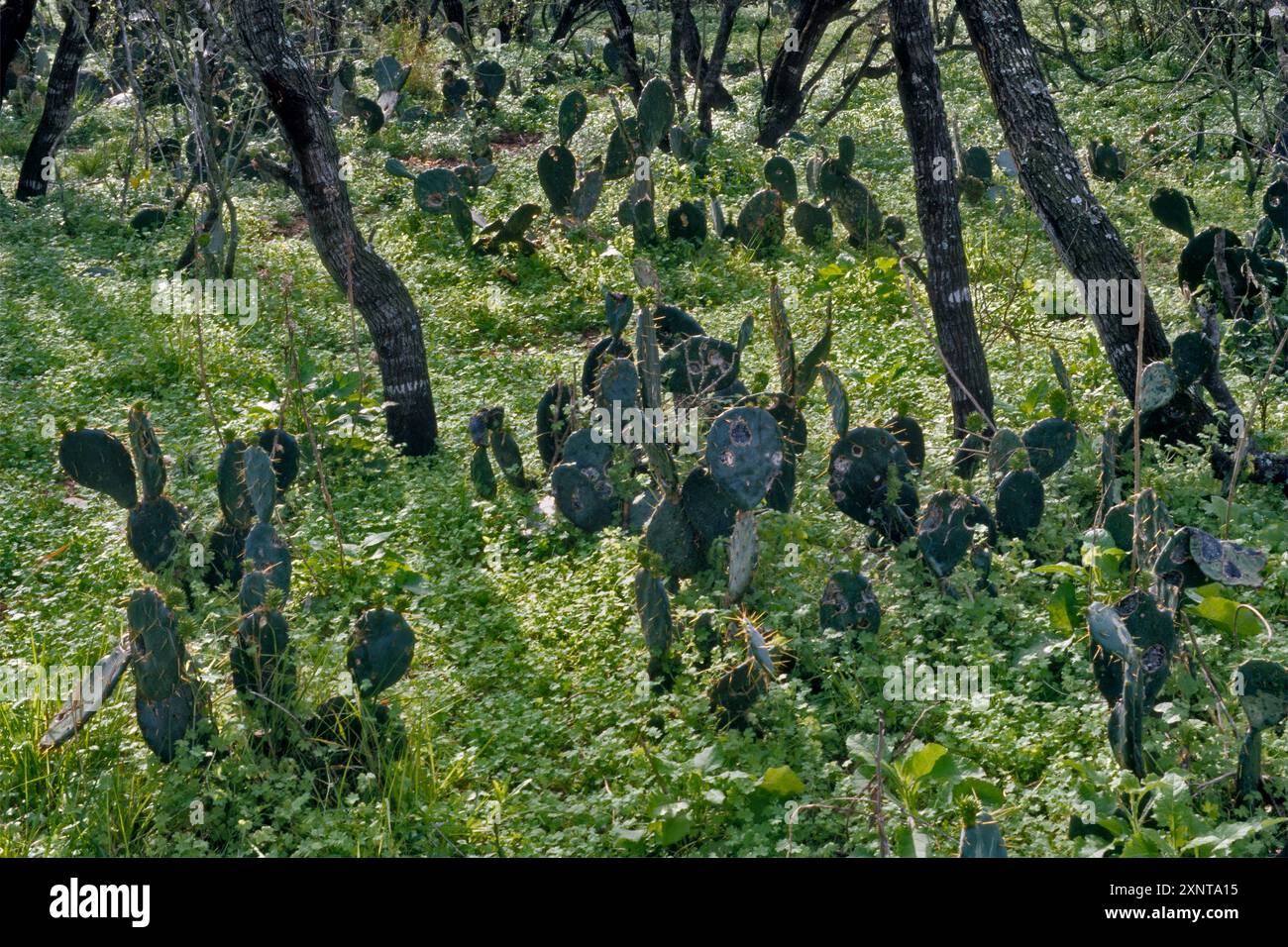 Cactus di fichi d'India nel bosco di mesquite, Calliham Unit of Choke Canyon State Park, primavera, regione del Texas meridionale, Texas, Stati Uniti Foto Stock