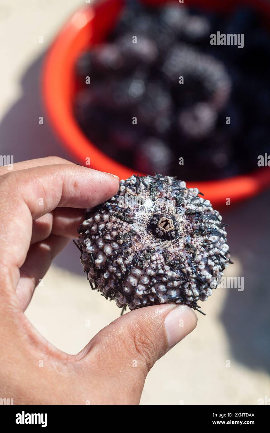Una mano che tiene un riccio di mare nero con una vasca di ricci di mare in un mercato dell'isola di Malapascua, Cebu, Filippine Foto Stock