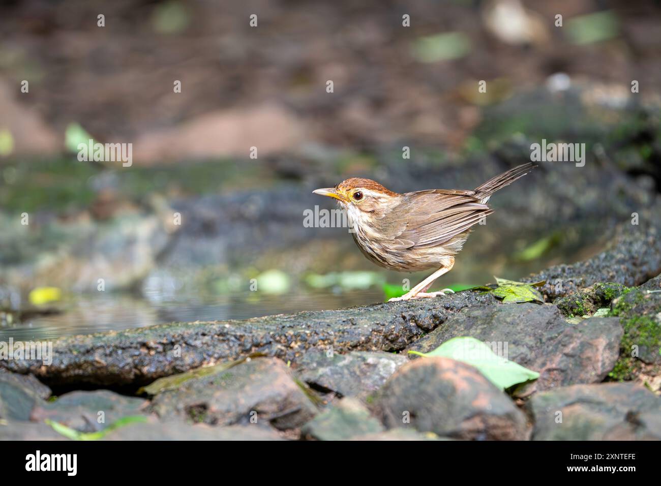 Babbler puff-throed o Babbler maculato, Pellorneum ruficeps a Kaeng Krachan NP Thailandia Foto Stock