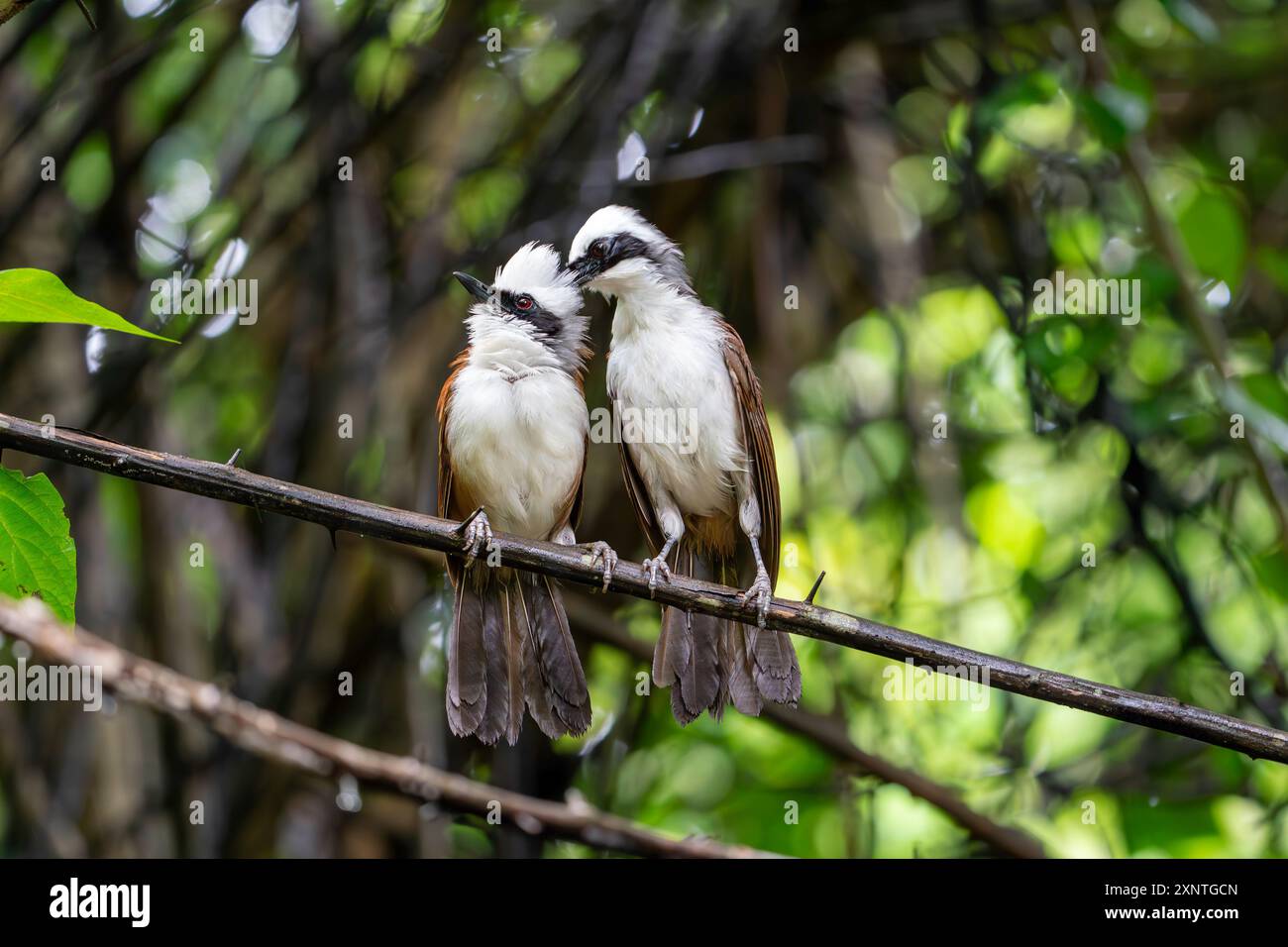 Laughingthrush con cresta bianca, Garrulax leucolophus a Kaeng Krachan NP Thailandia Foto Stock